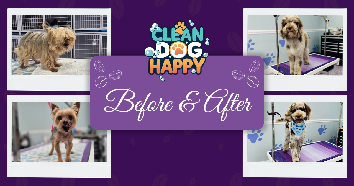 Dog Grooming Services in Murrells Inlet, SC